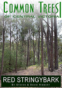 Red stringybark