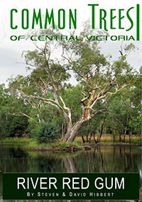 eBook Common Trees of CEntral Victroria River Red Gum