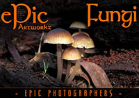 ePic Fungi